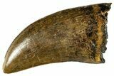 Serrated Tyrannosaur Tooth - Judith River Formation #313298-1